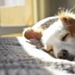 closeup photography of adult short coated tan and white dog sleeping on gray textile at daytime